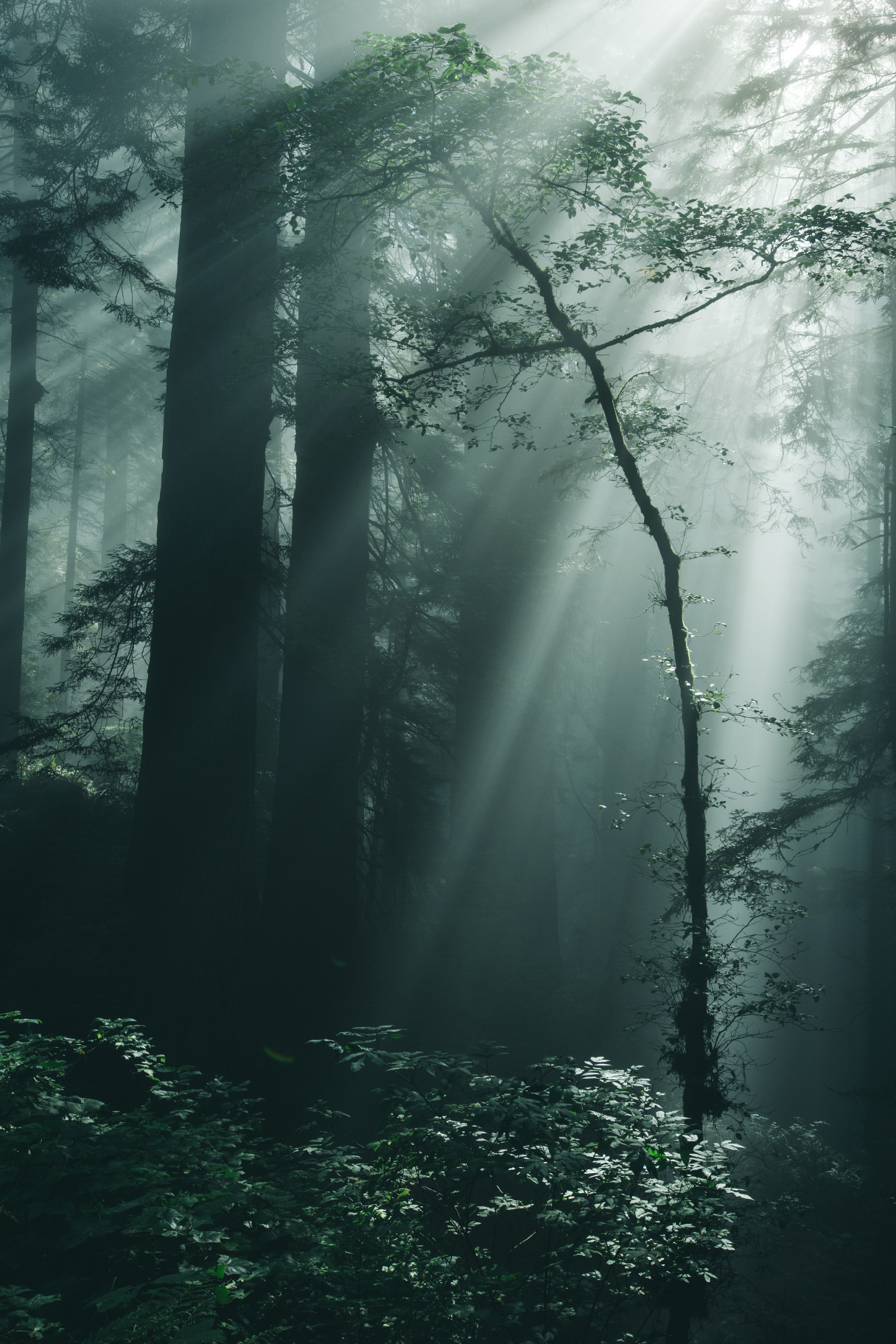 Deep Forest Light | Shutterbug